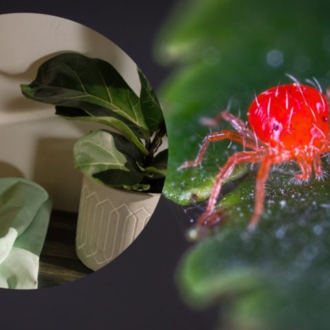 alcohol para eliminar la araña roja de tus plantas
