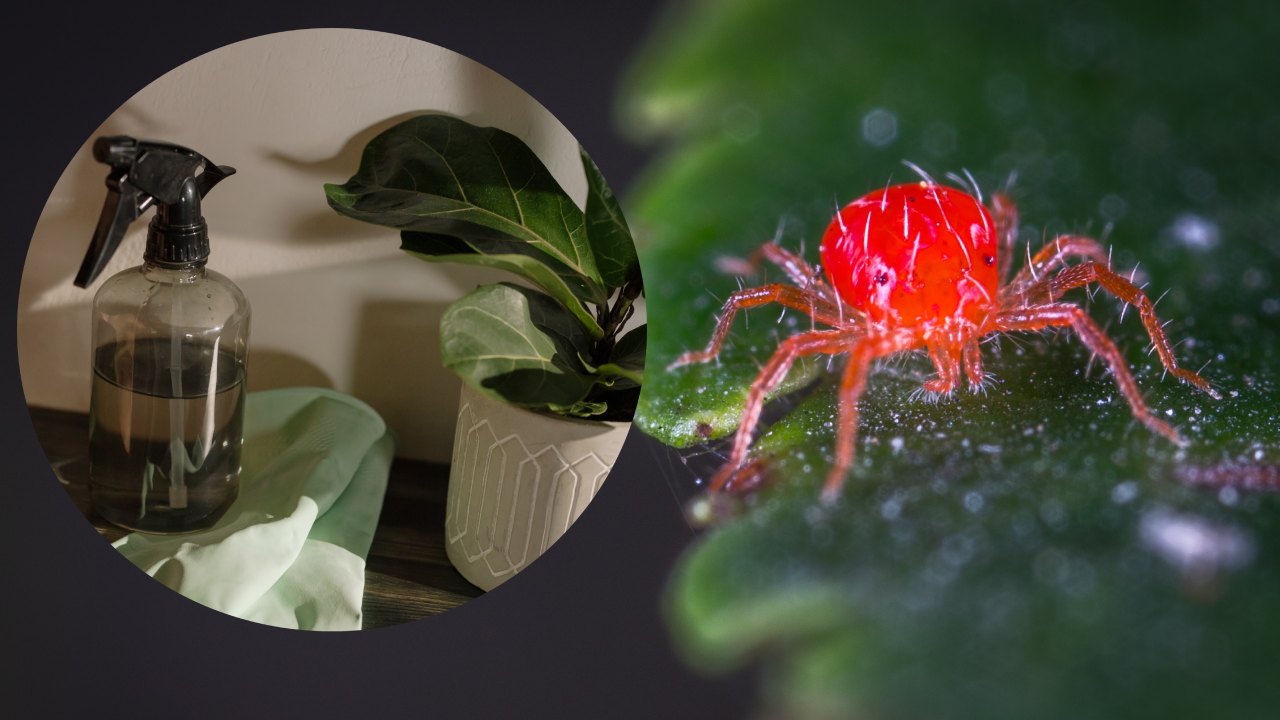 alcohol para eliminar la araña roja de tus plantas