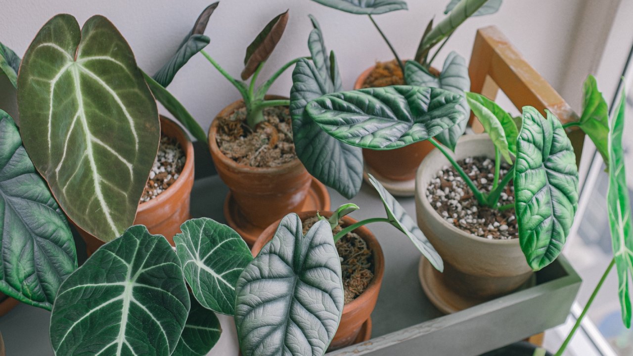 alcohol para eliminar la araña roja de las plantas