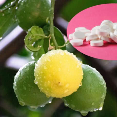 aspirina para que los árboles den frutos jugosos