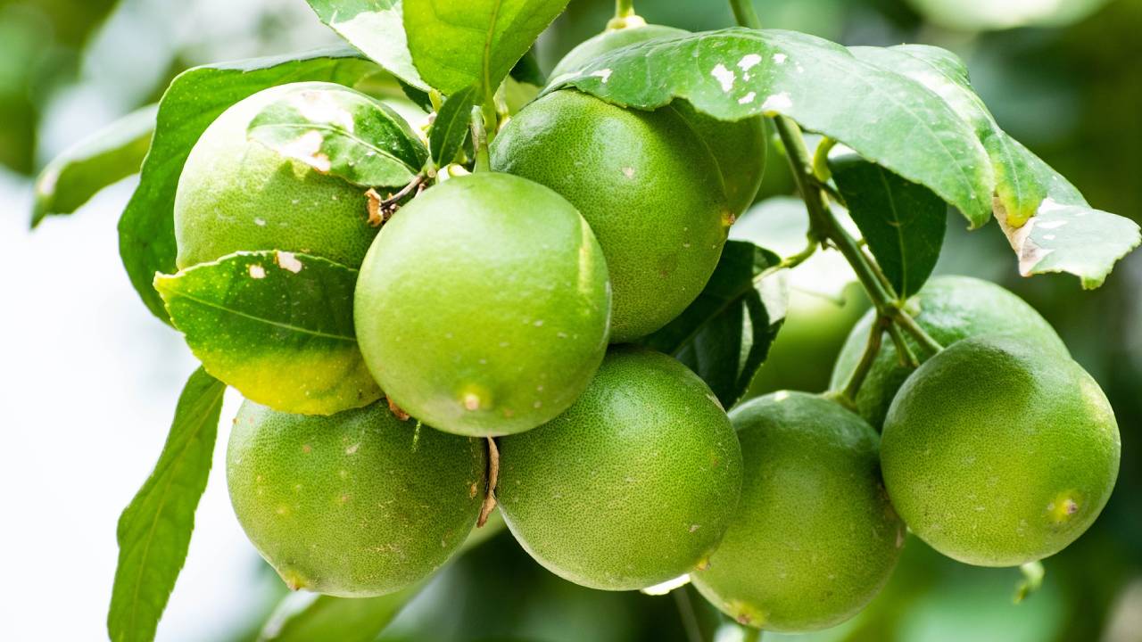 aspirina para que los árboles den frutos jugosos