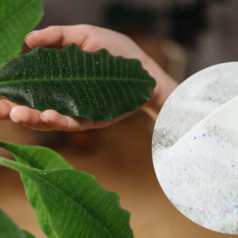 beneficios del jabón para trastes en plantas