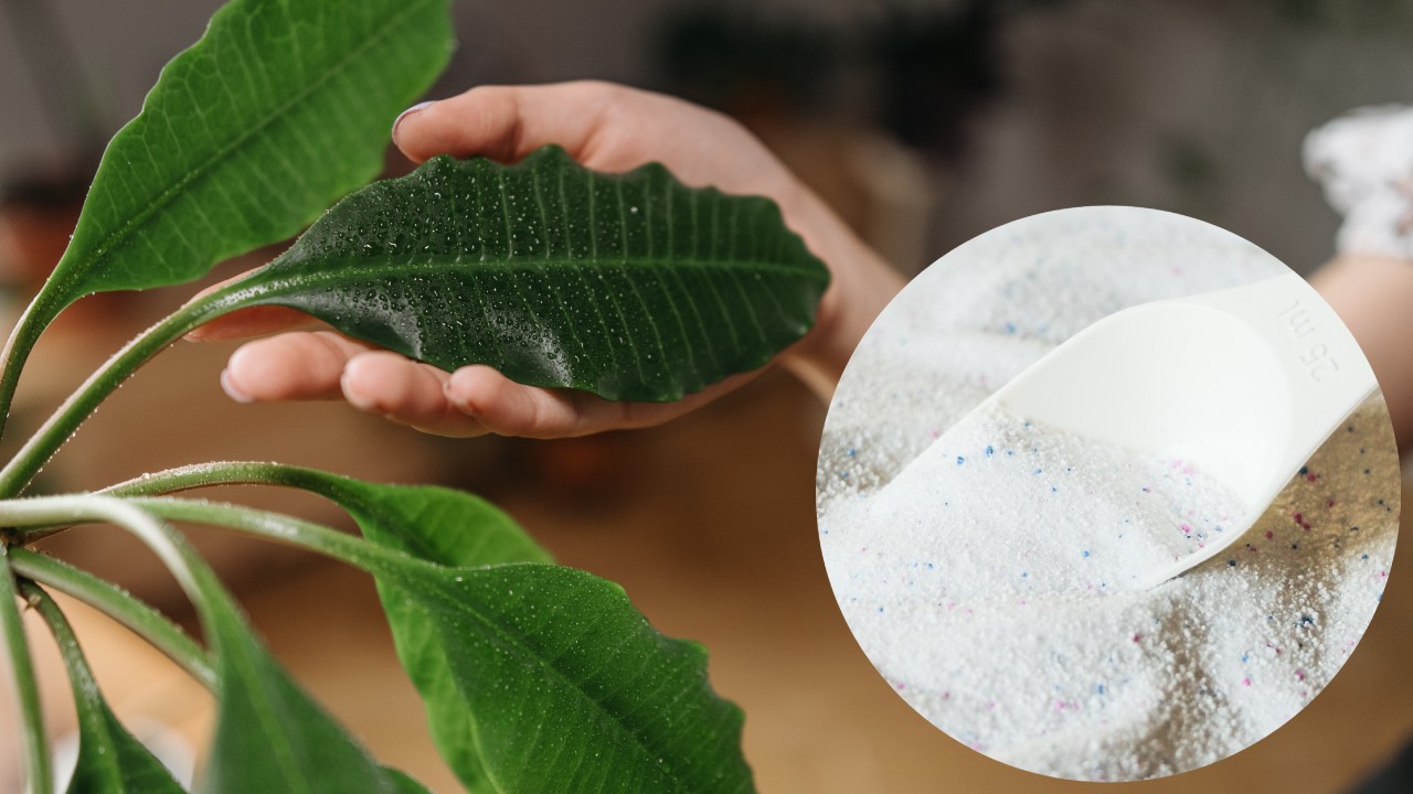 beneficios del jabón para trastes en plantas