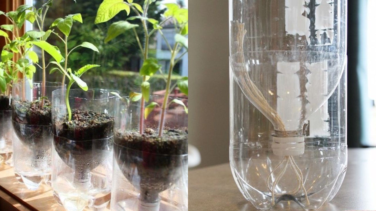 botellas para que tus plantas se rieguen solas