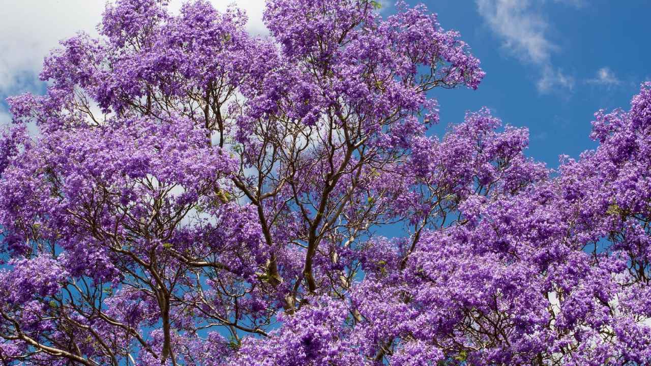 cómo extraer semillas de las jacarandas
