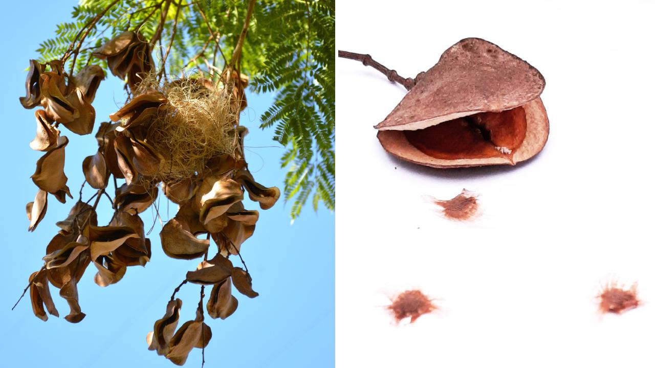 cómo extraer semillas de jacaranda