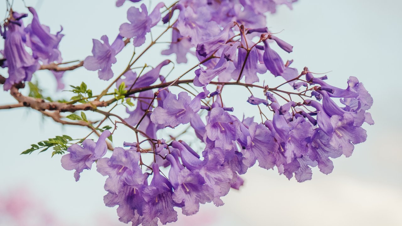 cómo extraer semillas de un árbol de jacaranda