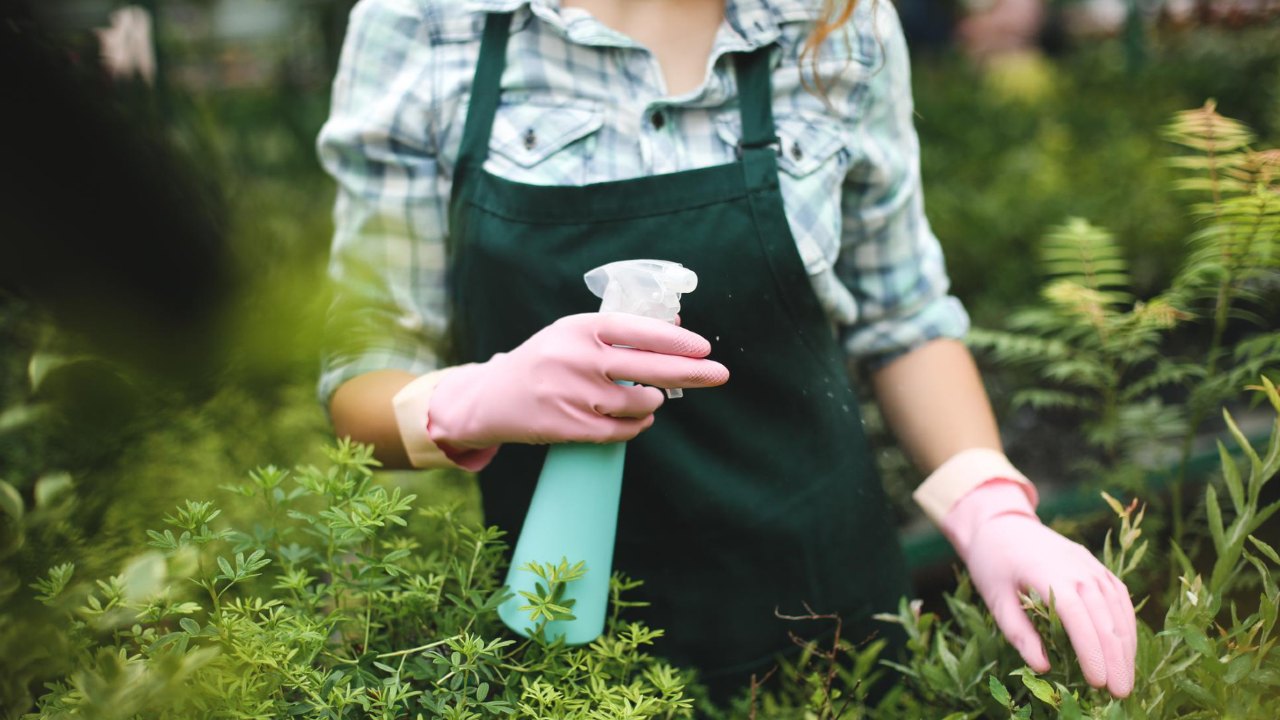 insecticida casero para plagas de plantas