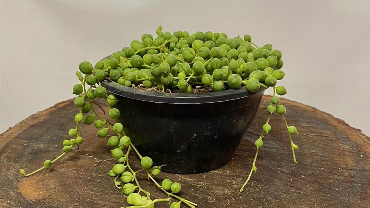 como cambiar de color las suculentas