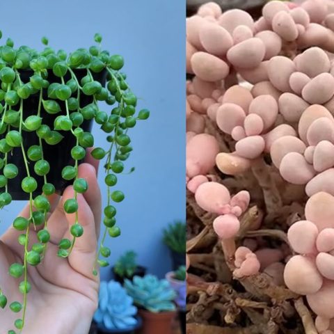 suculenta rosario cambie de color