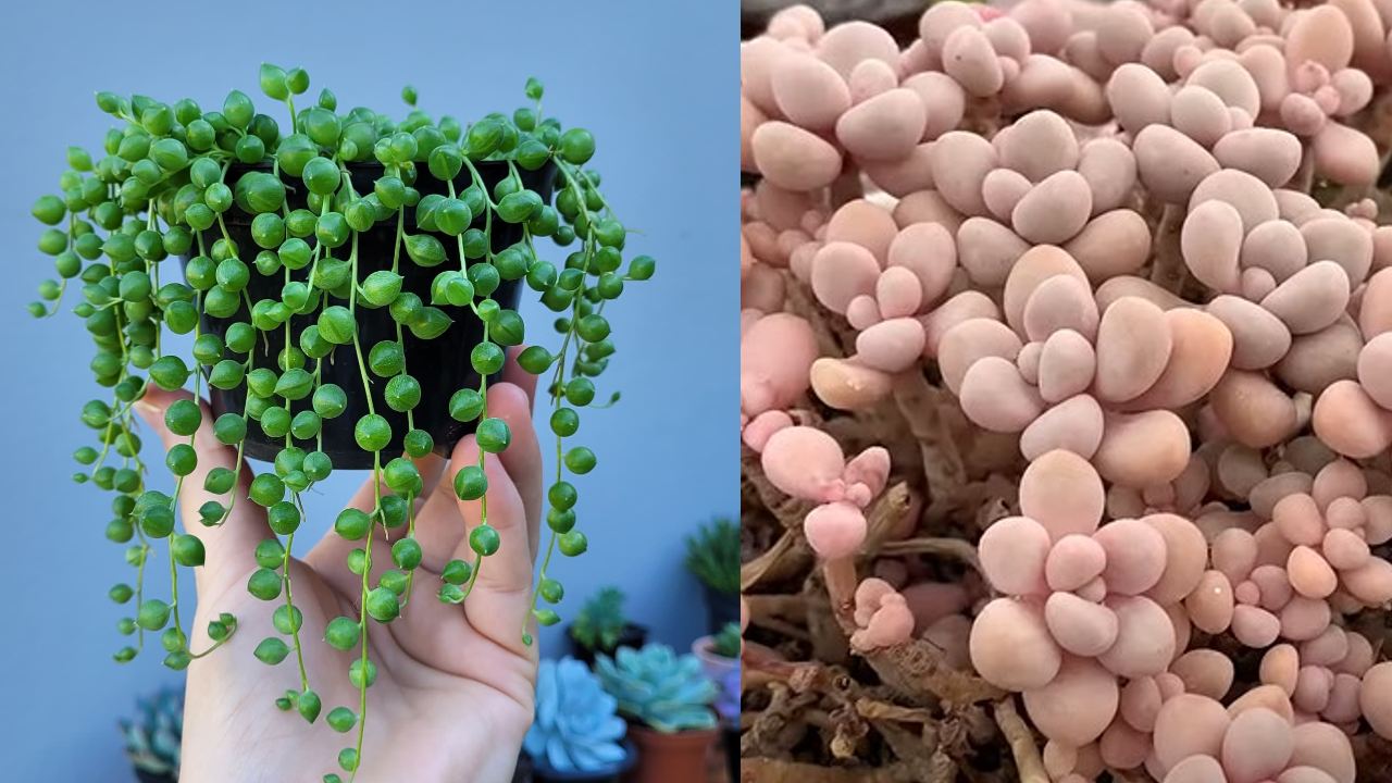 suculenta rosario cambie de color