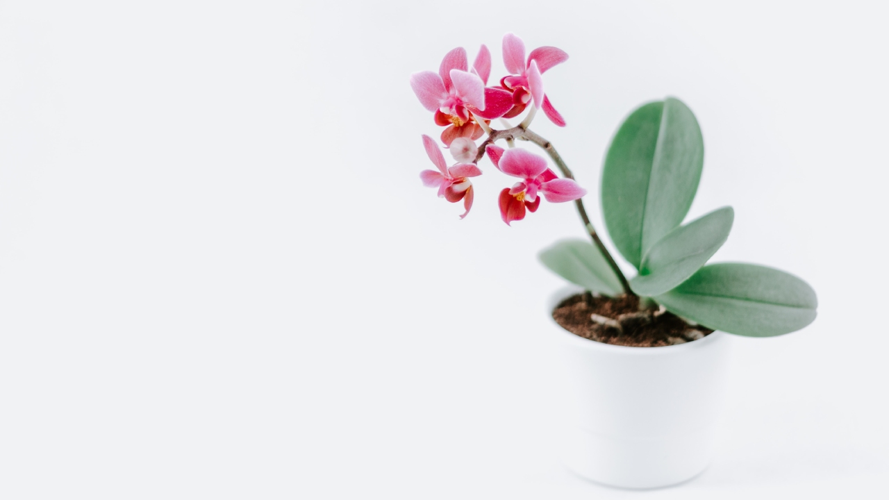 cómo recuperar una orquídea marchita