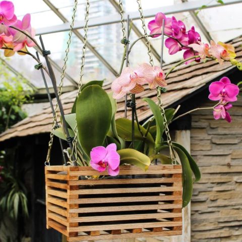cómo recuperar una orquídea marchita