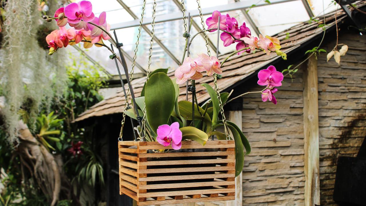 cómo recuperar una orquídea marchita