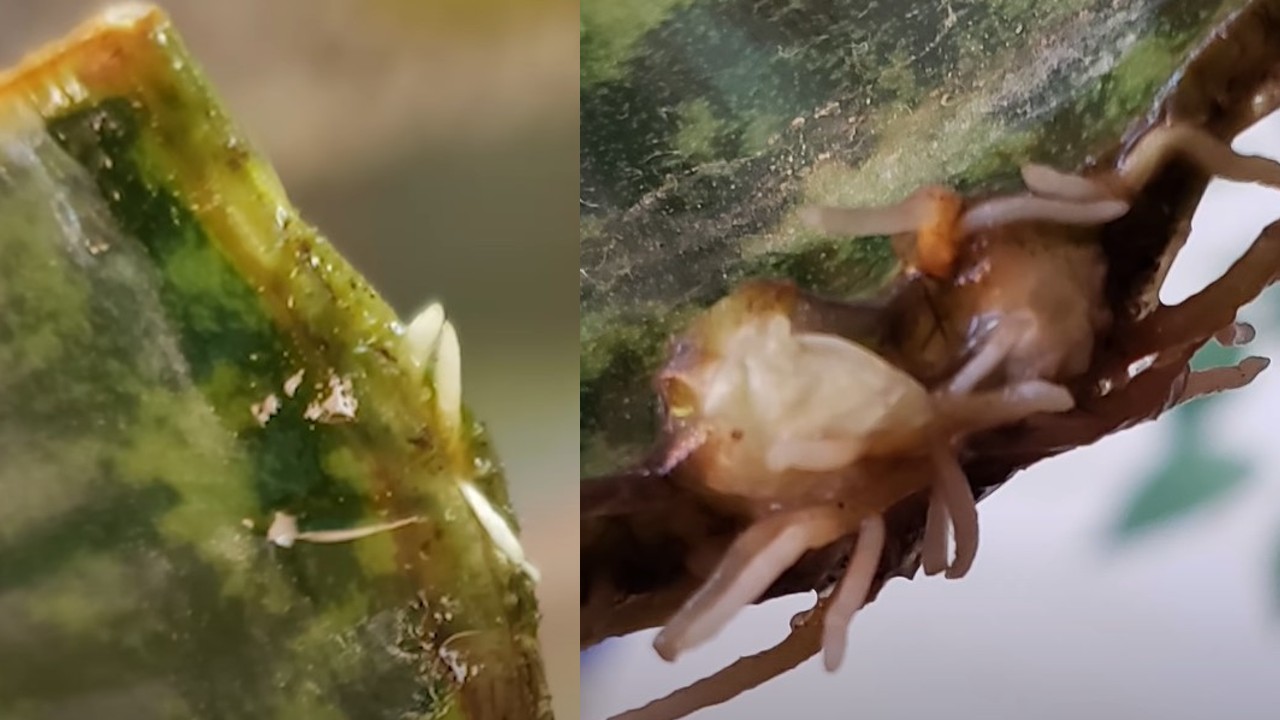 planta lengua de suegra como reproducir