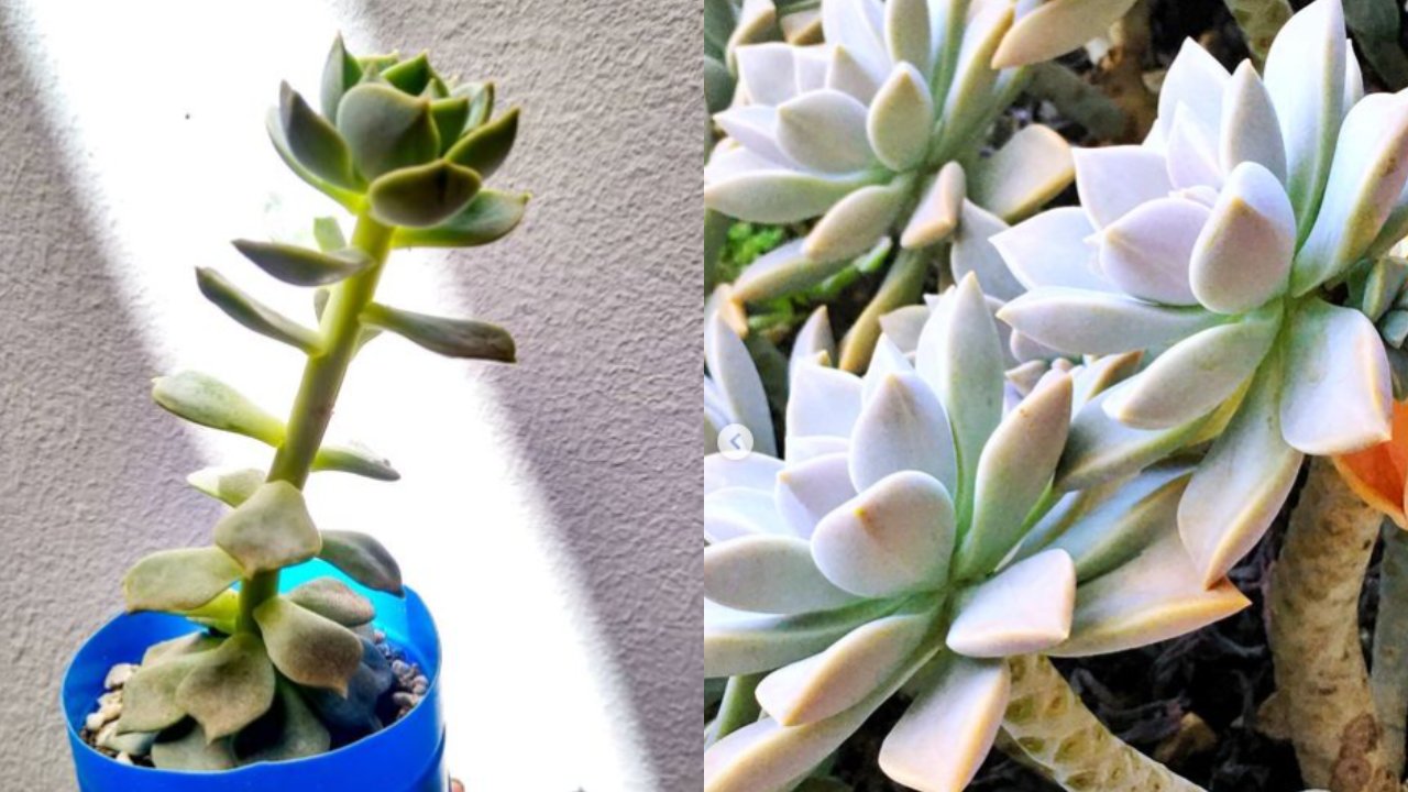 cómo salvar una suculenta estirada