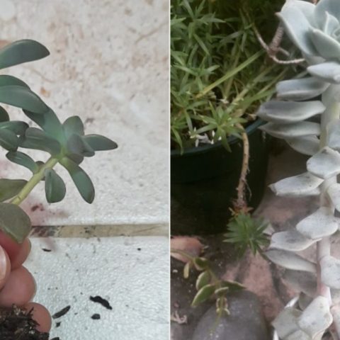 cómo salvar una suculenta estirada