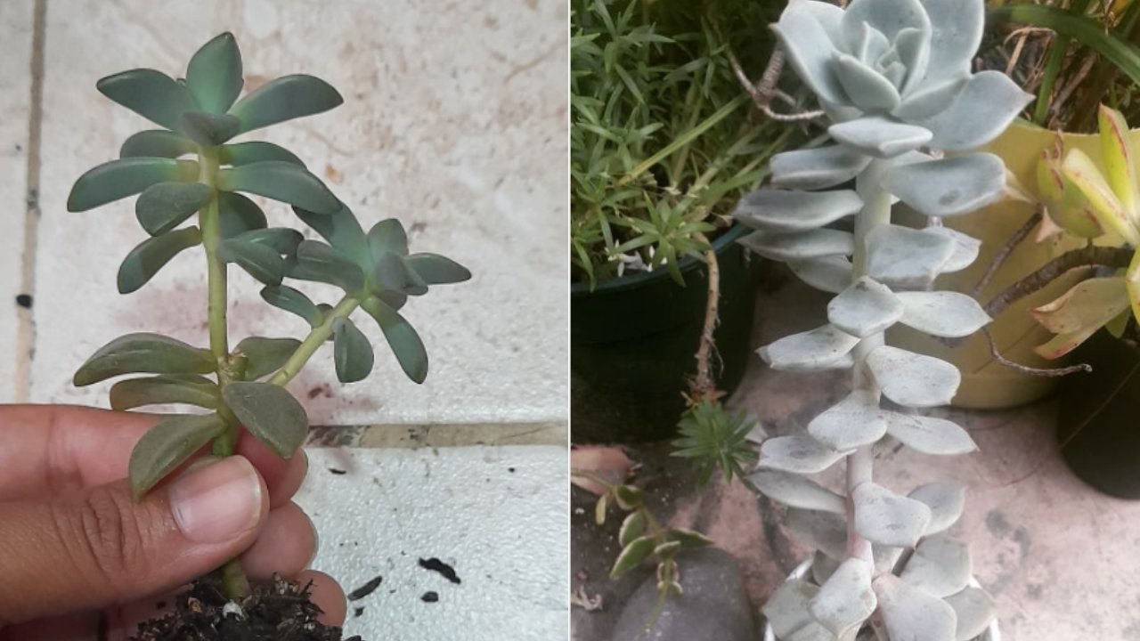 cómo salvar una suculenta estirada