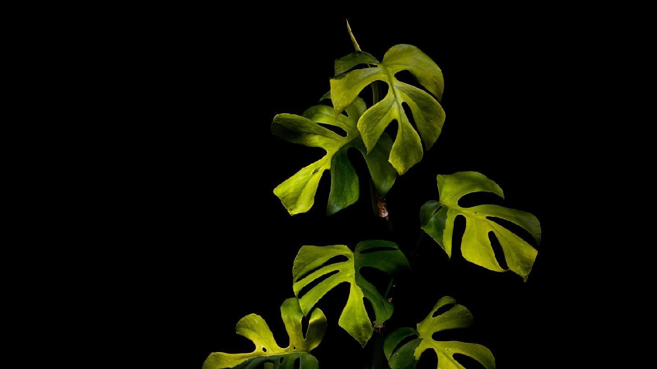 planta mas cara de historia