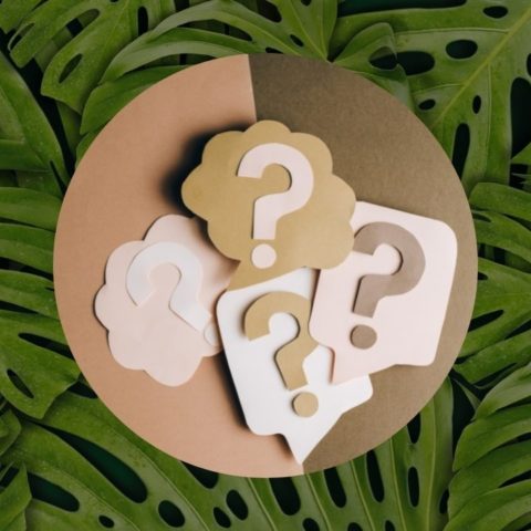 planta de interior mas cara