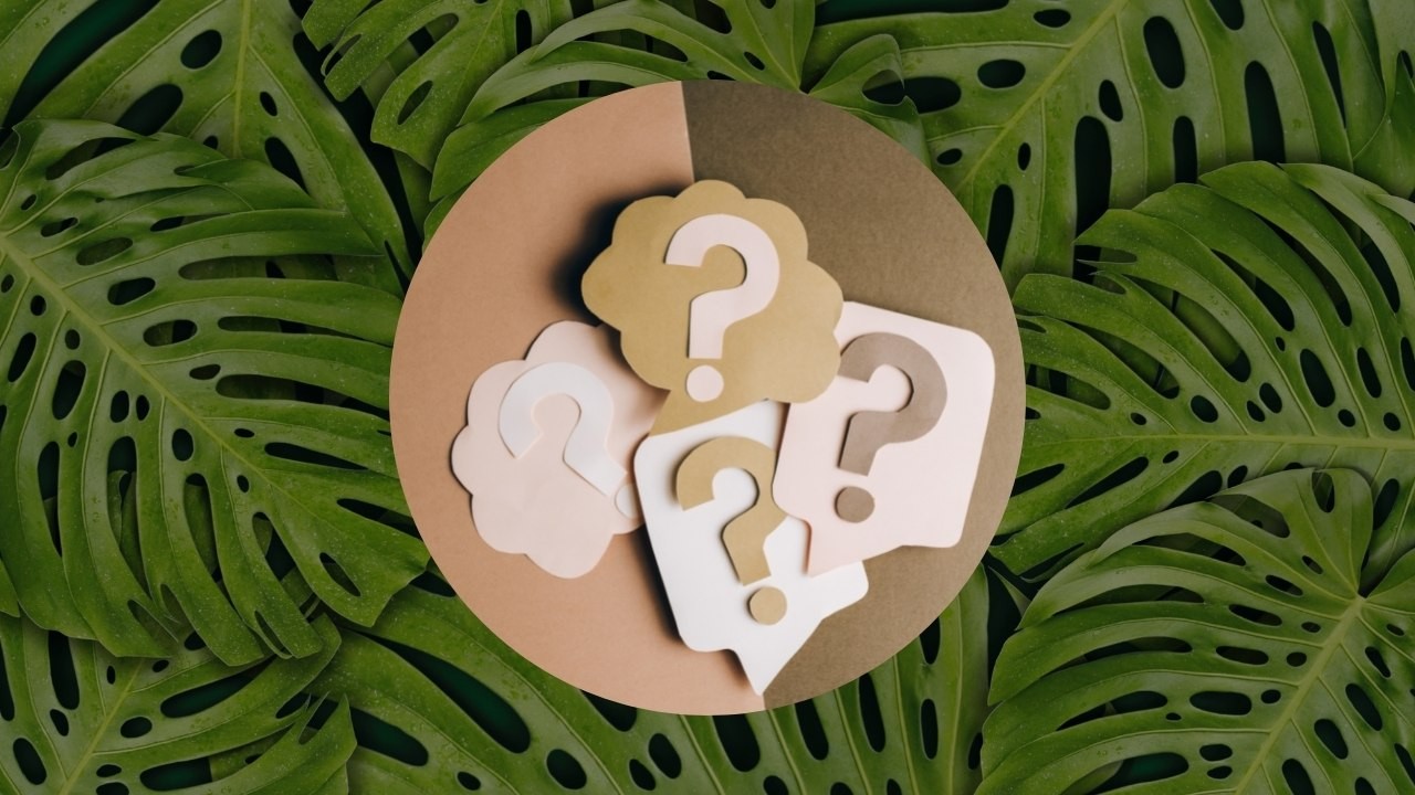 planta de interior mas cara