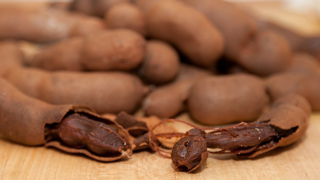 cultivar tamarindo en maceta