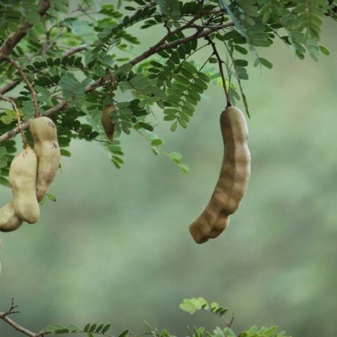 cultivar tamarindo en maceta