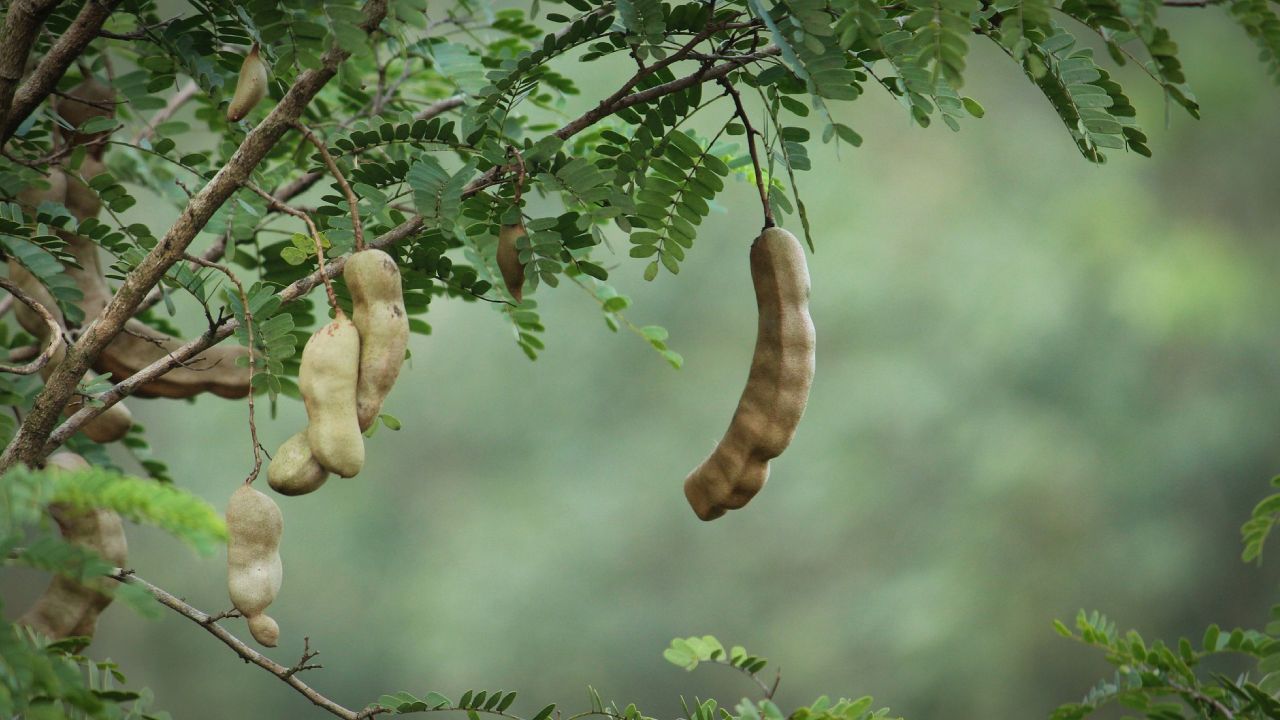 cultivar tamarindo en maceta
