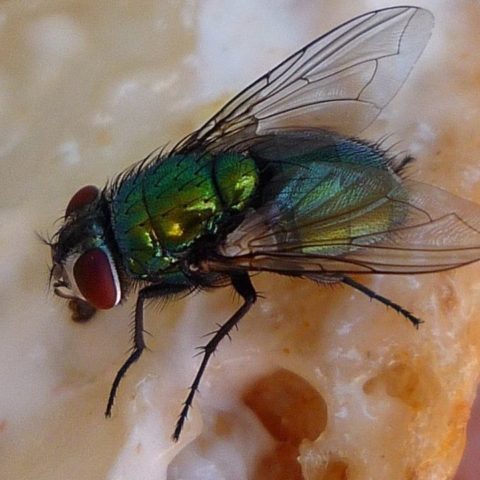 Que hacer si una mosca se para en tu comida