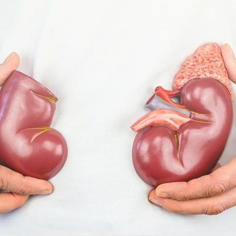 mantener sanos tus riñones