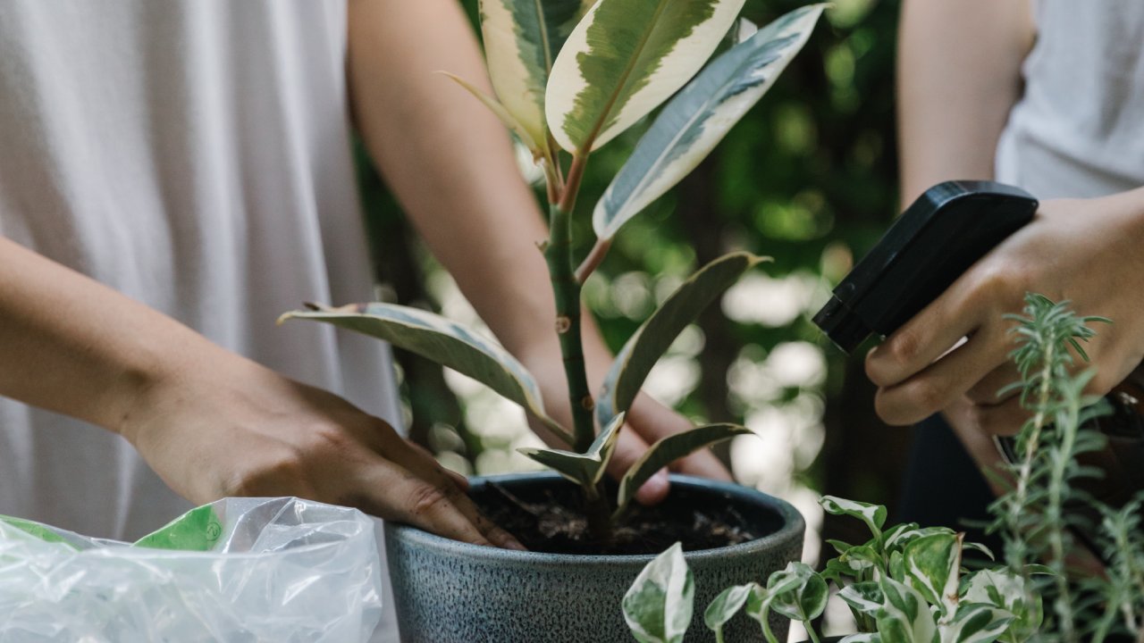 insecticida de chile para plantas