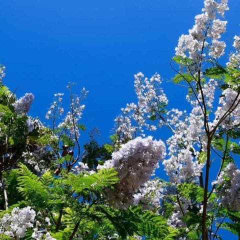 Jacarandas de flores blancas