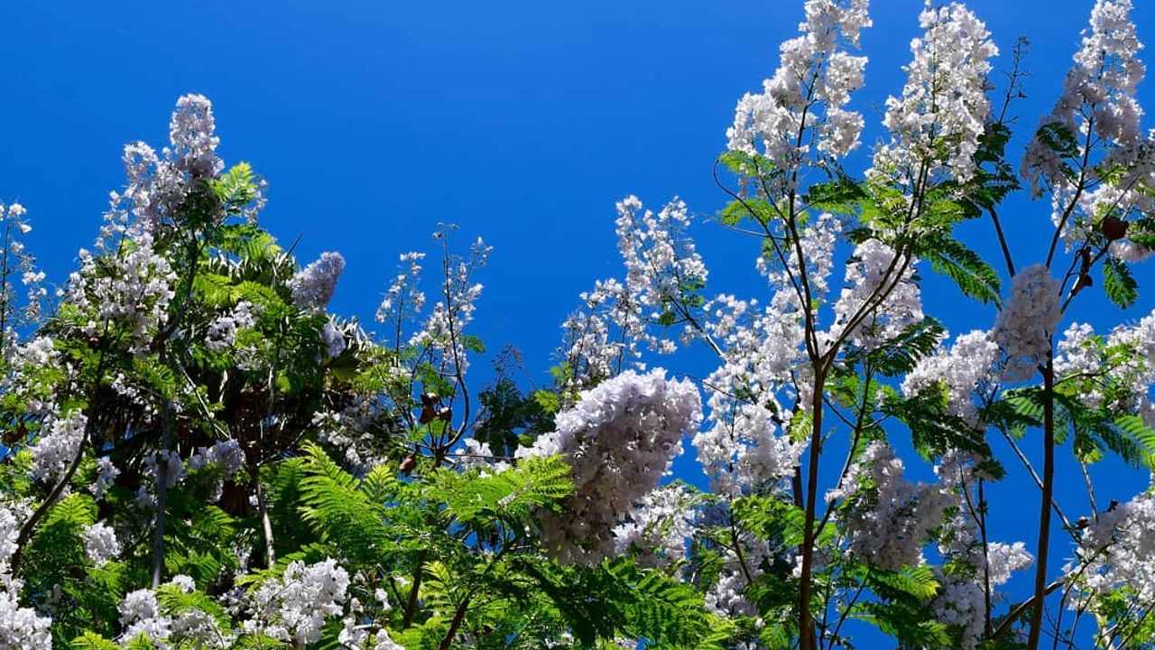 Jacarandas de flores blancas