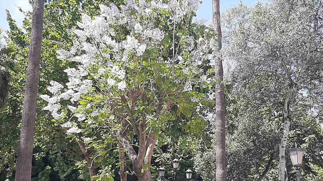 jacaranda de flor blanca