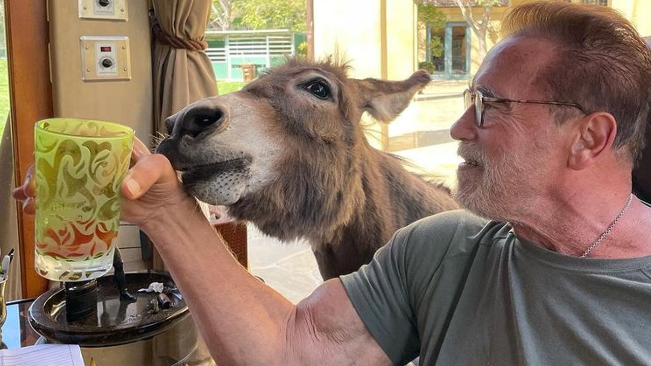 reducir el colesterol sin gastar en alimentos caros 1
