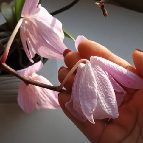 envidia mató tus plantas