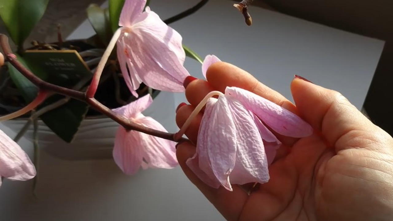 envidia mató tus plantas