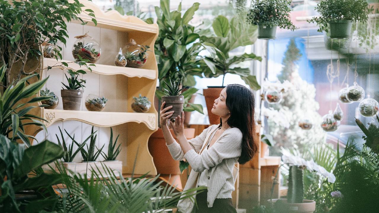 que plantas regalar a quien se mudo