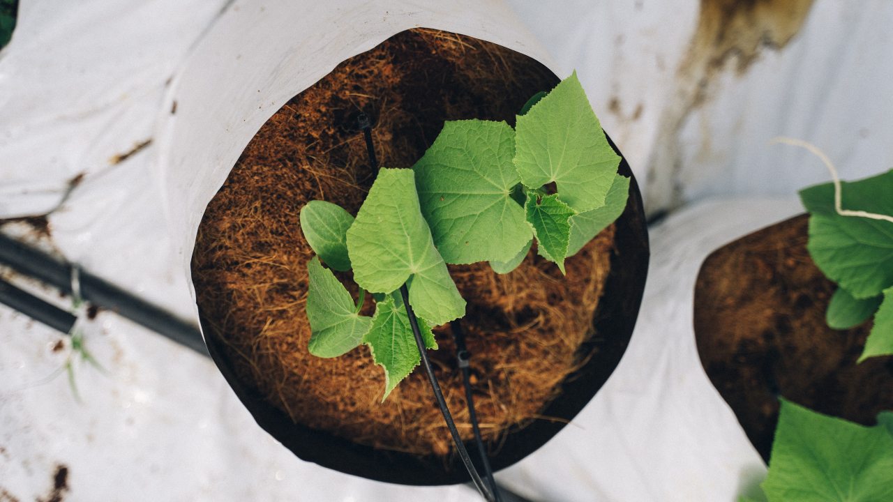 semillas que germinan rapido