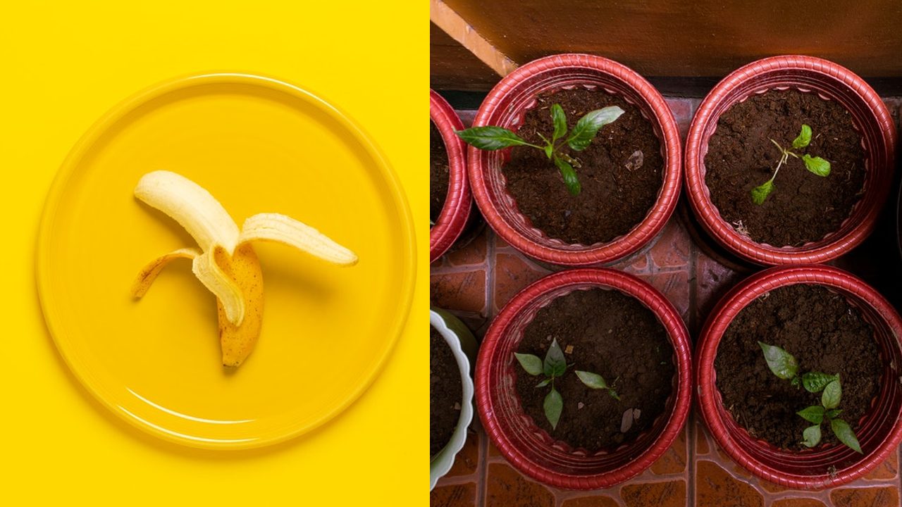 Metodo para germinar semillas en un platano