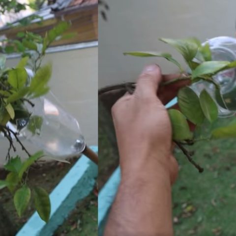 hacer un recogedor de frutas