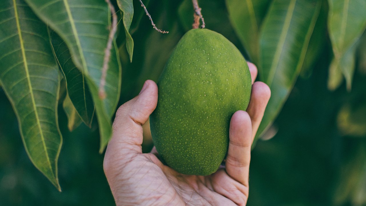 plantas un hueso de mango