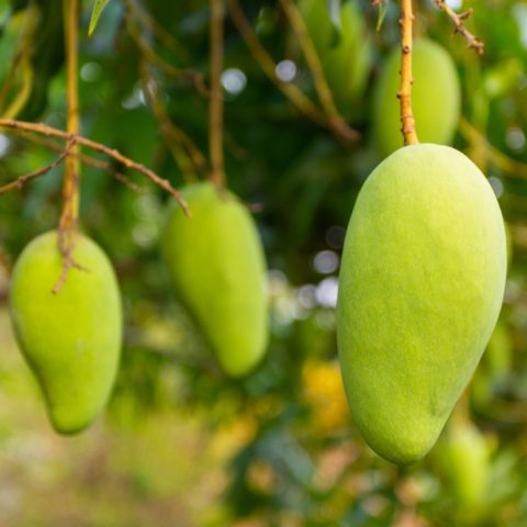 cómo plantar un hueso de mango