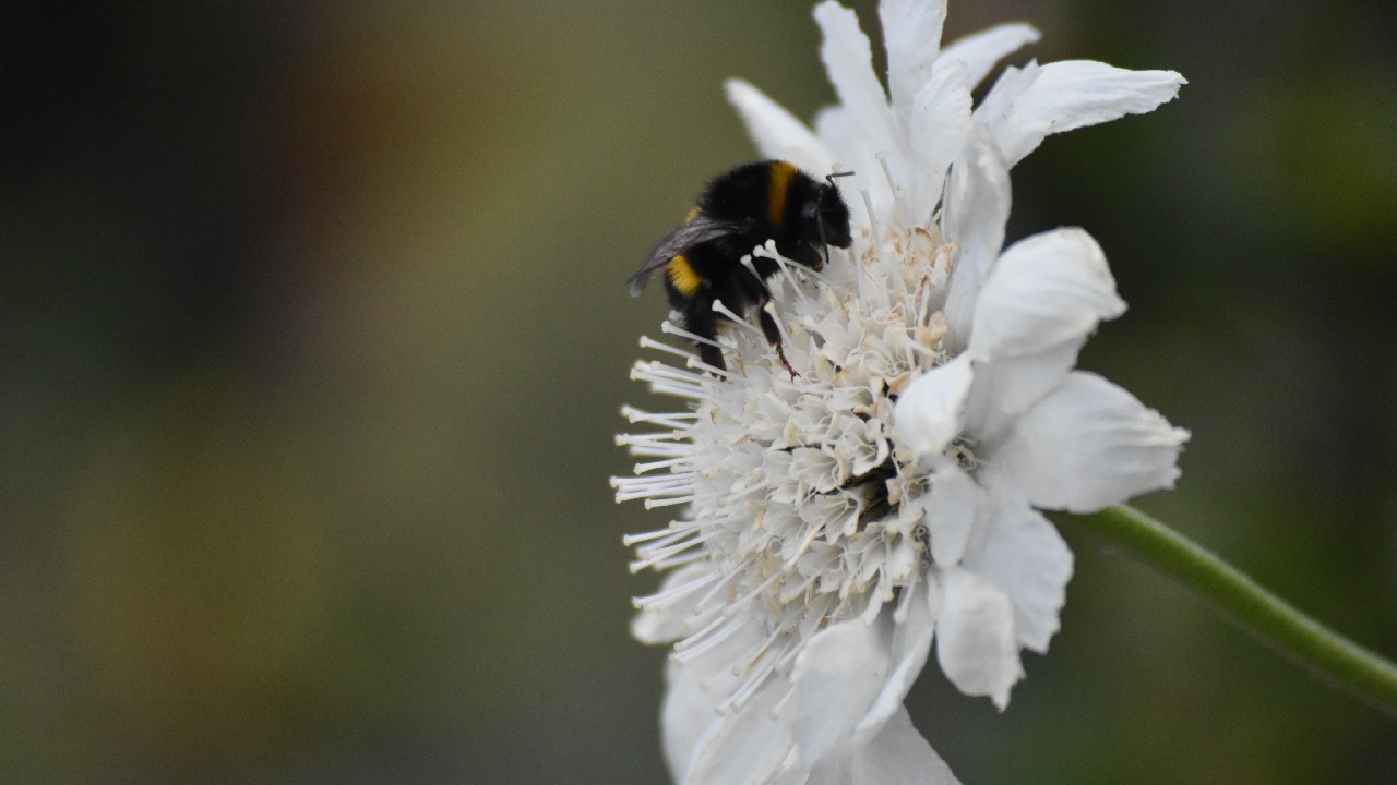 plantas que atraen polinizadores