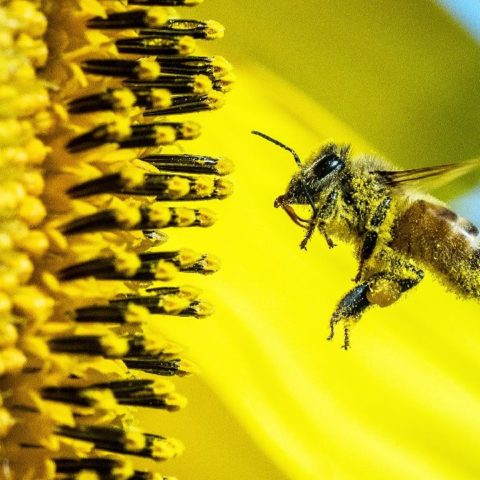 plantas que atraen abejas