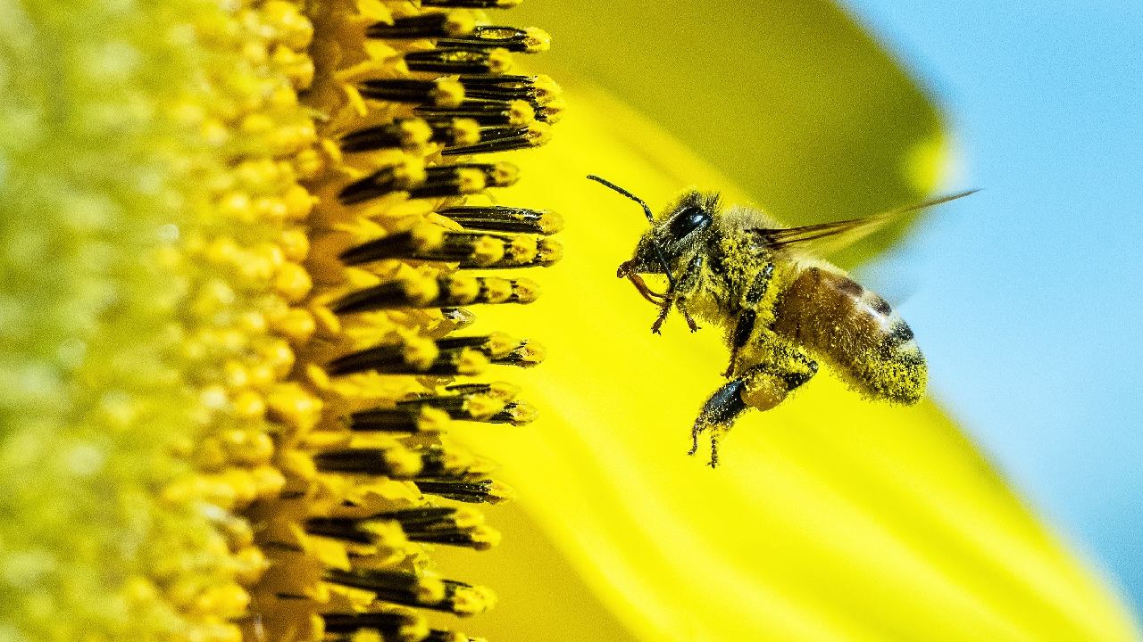 plantas que atraen abejas