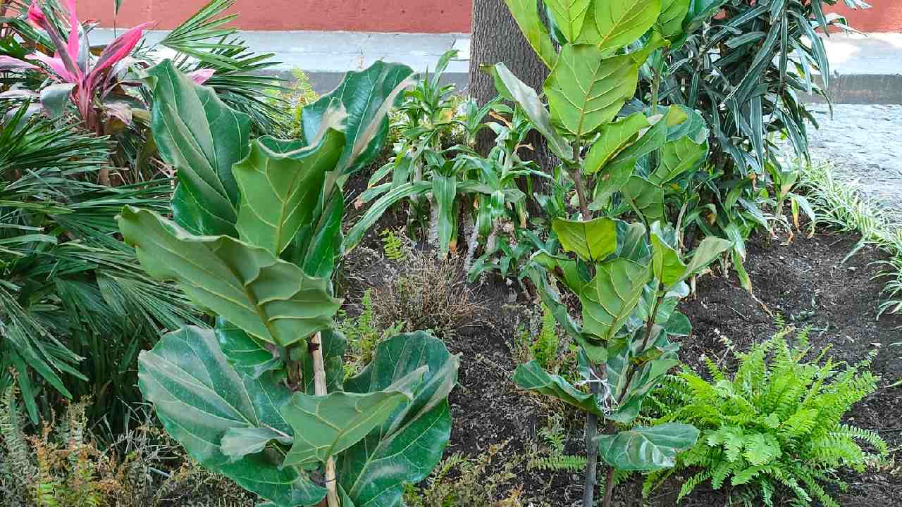 colocar plantas de interior en jardineras