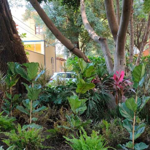 Por que NUNCA debes sembrar cualquier planta de interior en jardineras o parques de tu ciudad 1