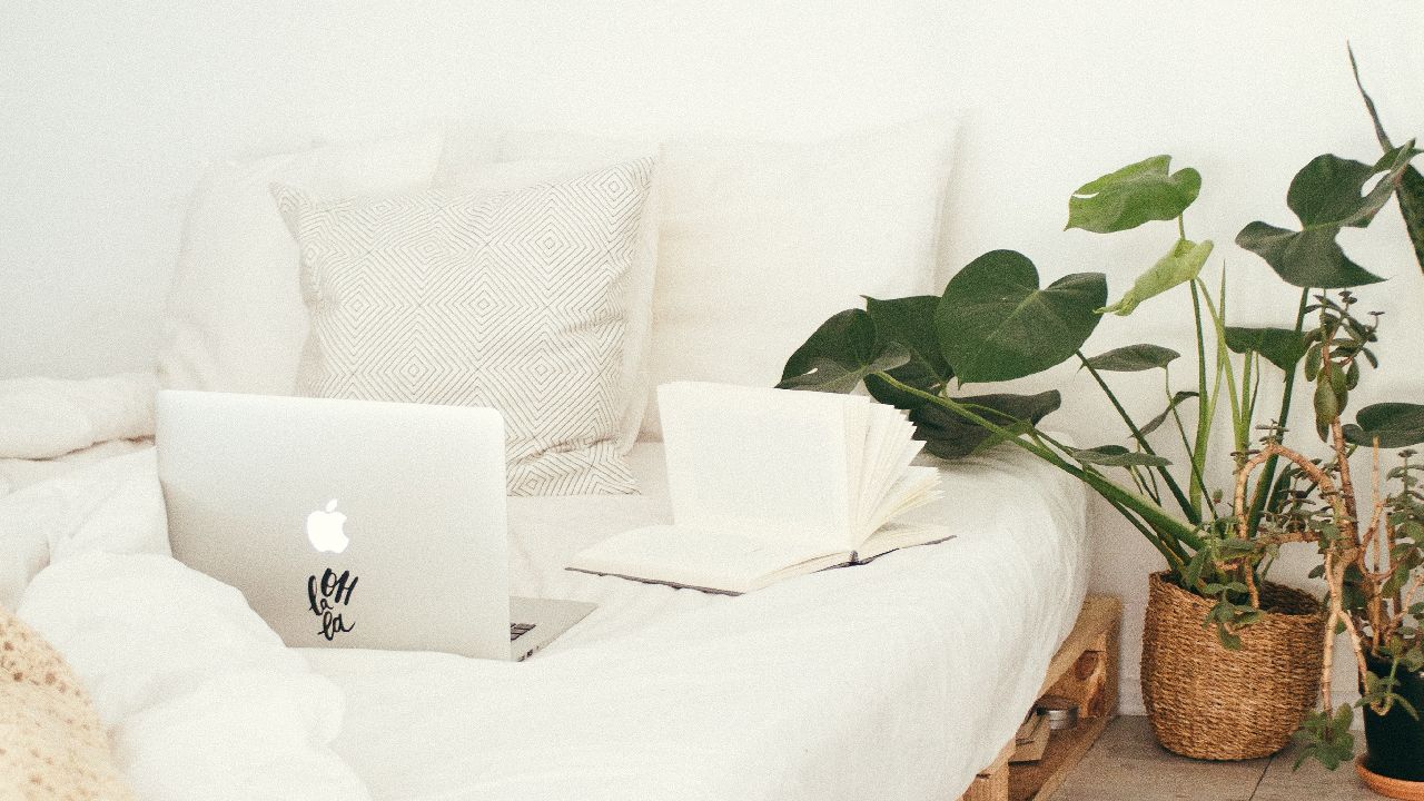 mosquitos en plantas