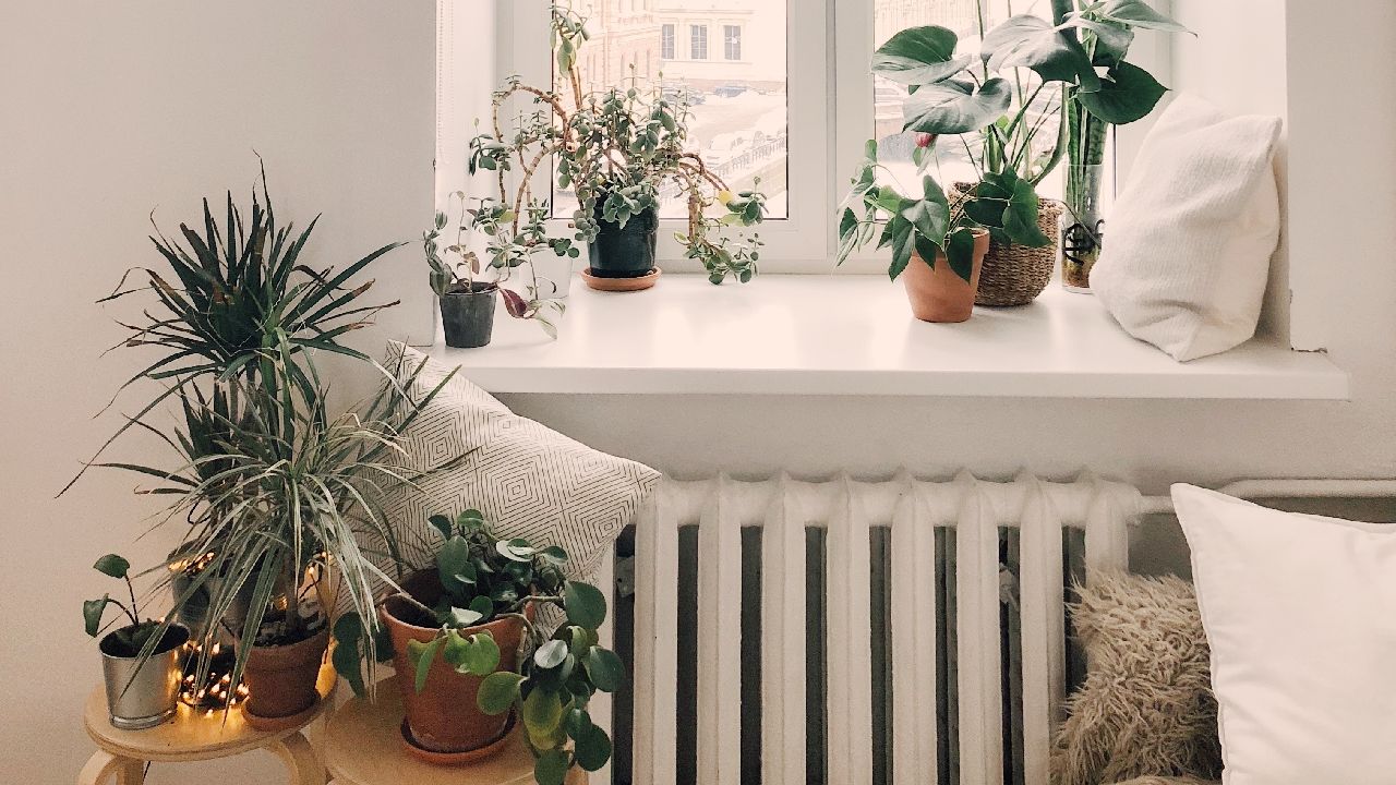 por que hay mosquitos en plantas